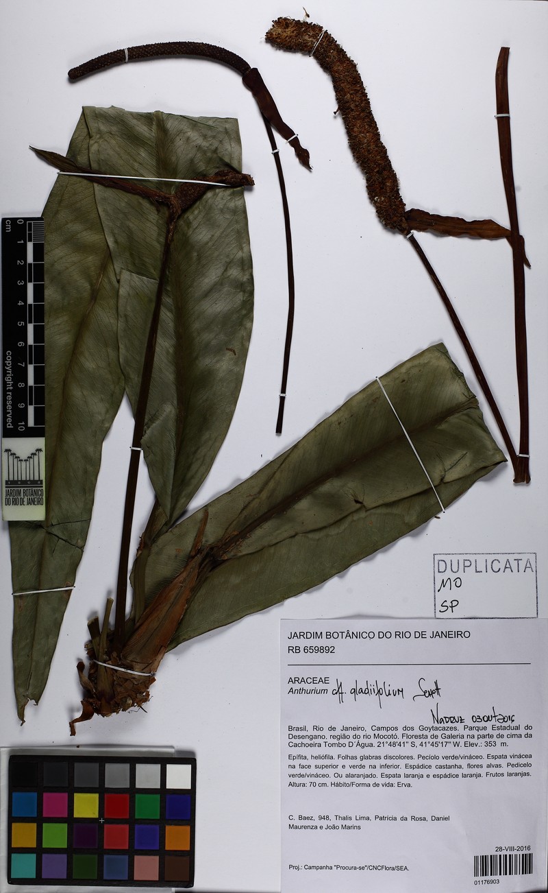 Anthurium gladiifolium photo 2