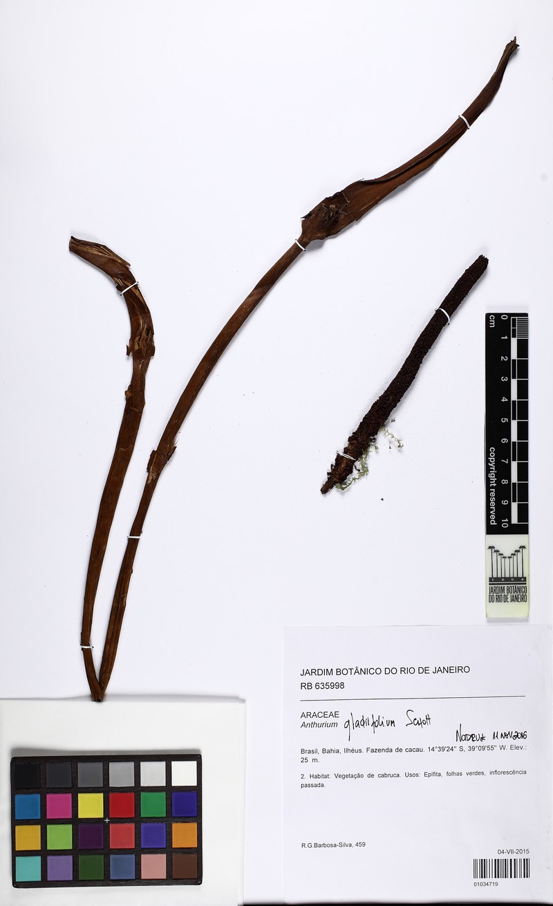 Anthurium gladiifolium photo 3