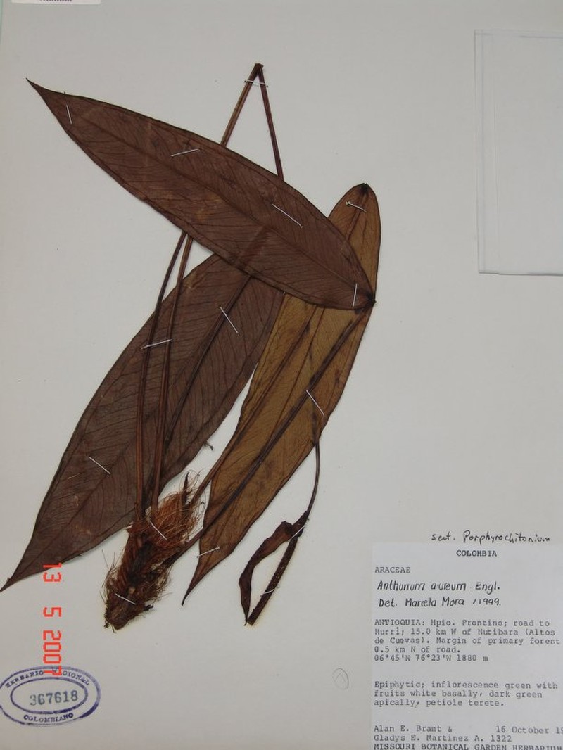 Anthurium gladysmartineziae