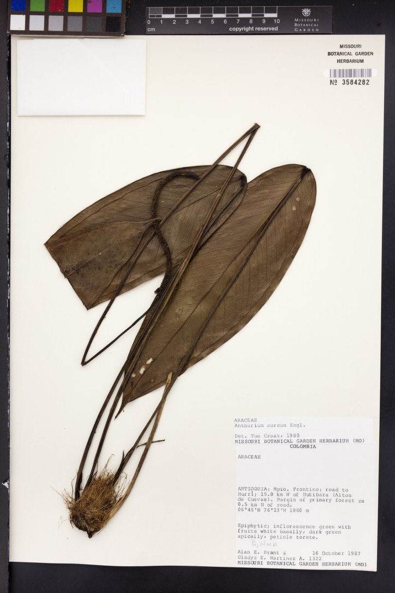 Anthurium gladysmartineziae photo 2