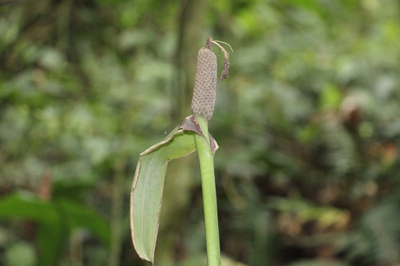 Anthurium glaucospadix photo 2