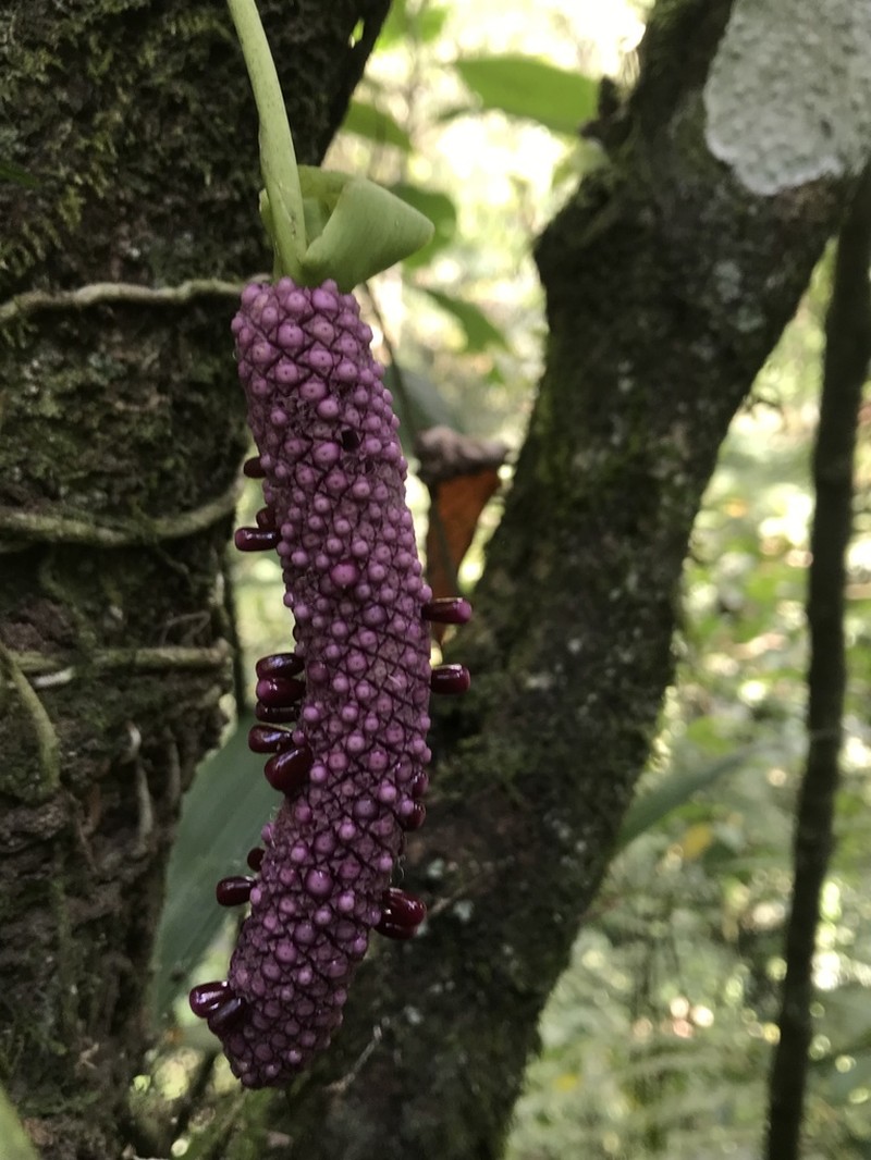 Anthurium glaucospadix photo 3