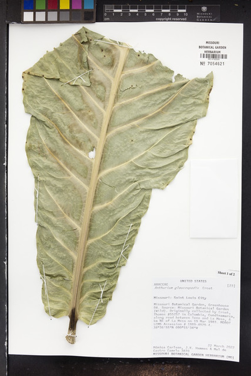 Anthurium glaucospadix photo 4