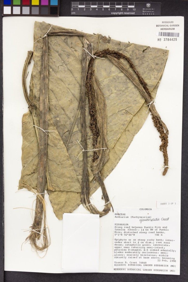 Anthurium glaucospadix photo 6