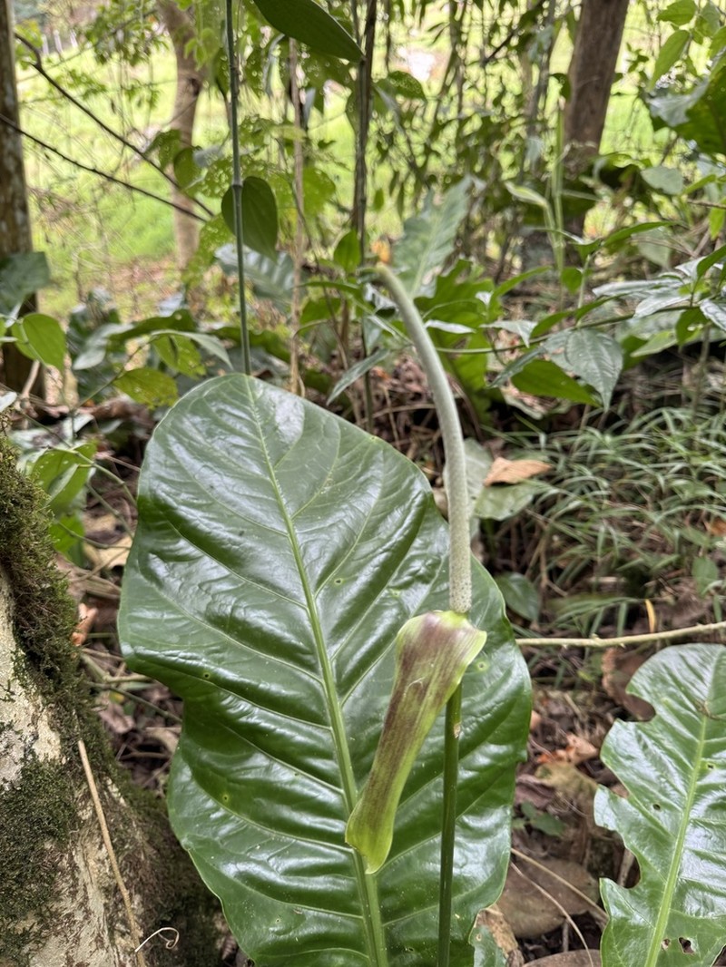 Anthurium glaucospadix