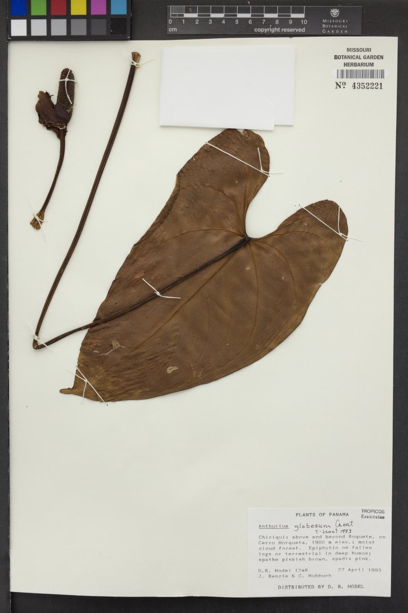 Anthurium globosum photo 5