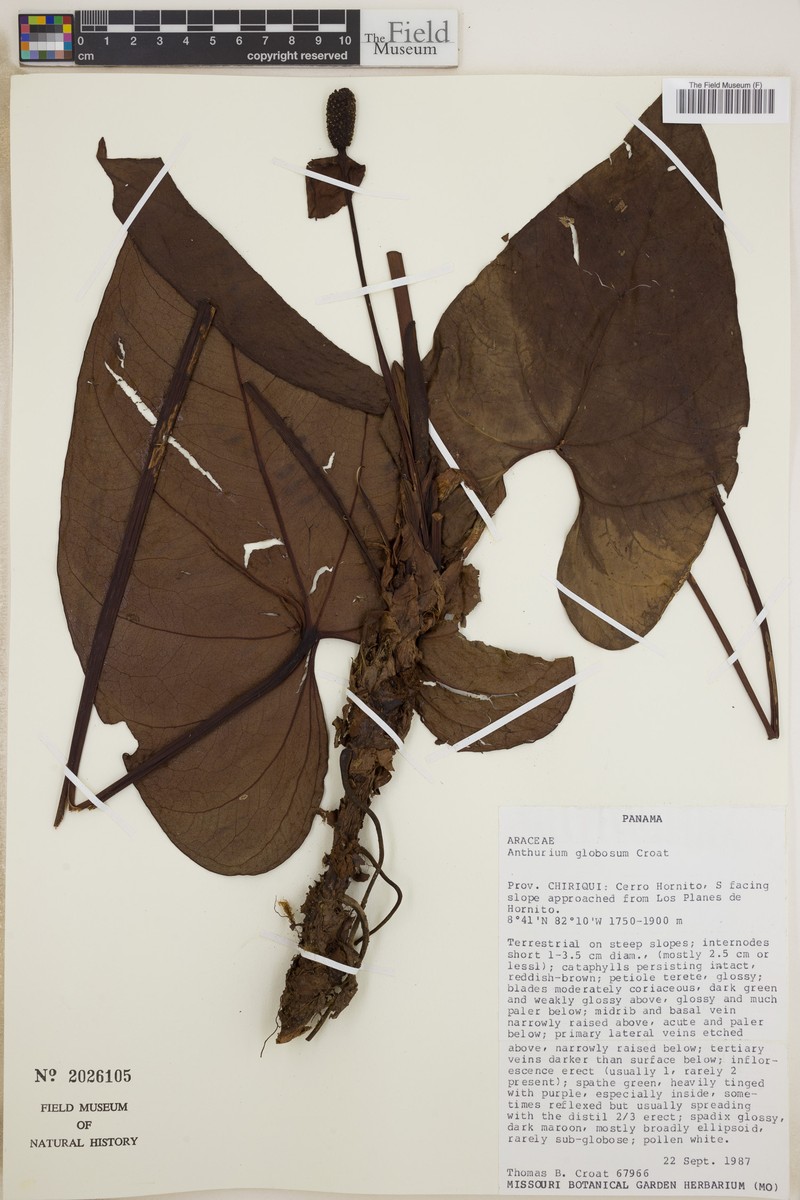 Anthurium globosum photo 6