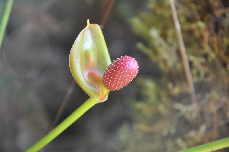 Anthurium globosum photo 2