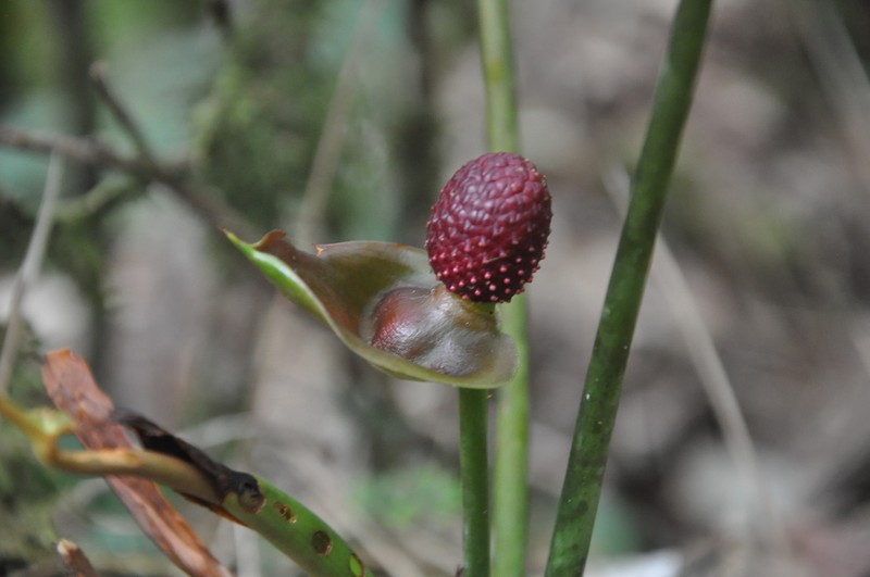 Anthurium globosum photo 3