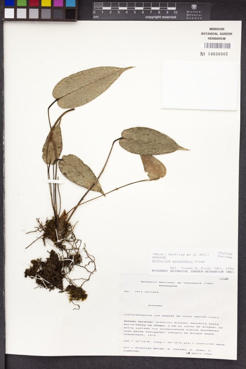 Anthurium gonzalezii