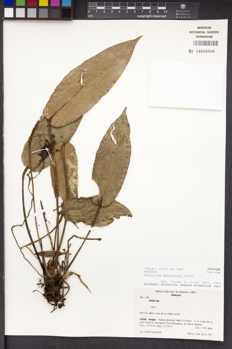 Anthurium gonzalezii photo 2