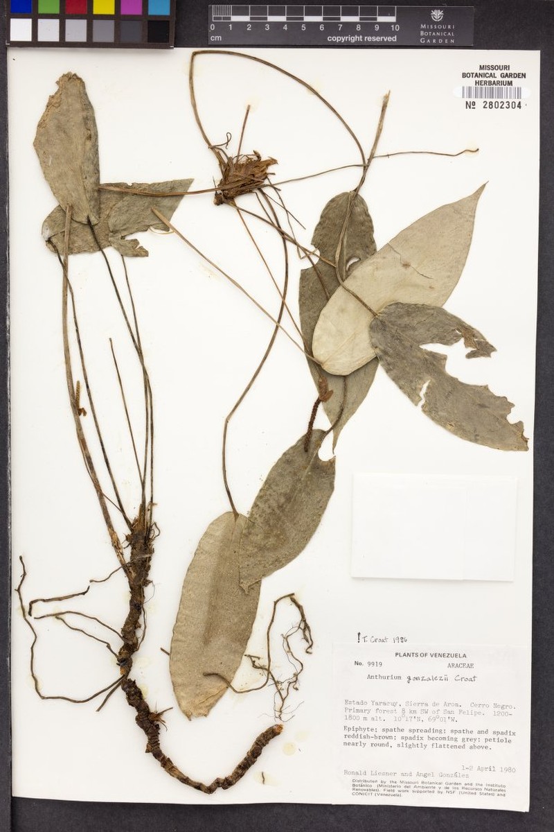Anthurium gonzalezii photo 3