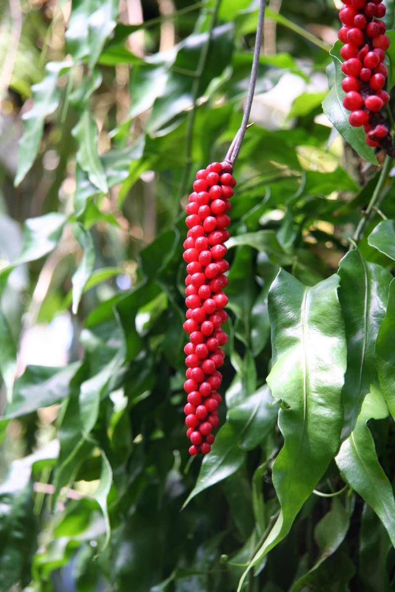 Anthurium gracile