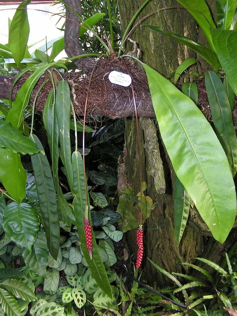 Anthurium gracile photo 2