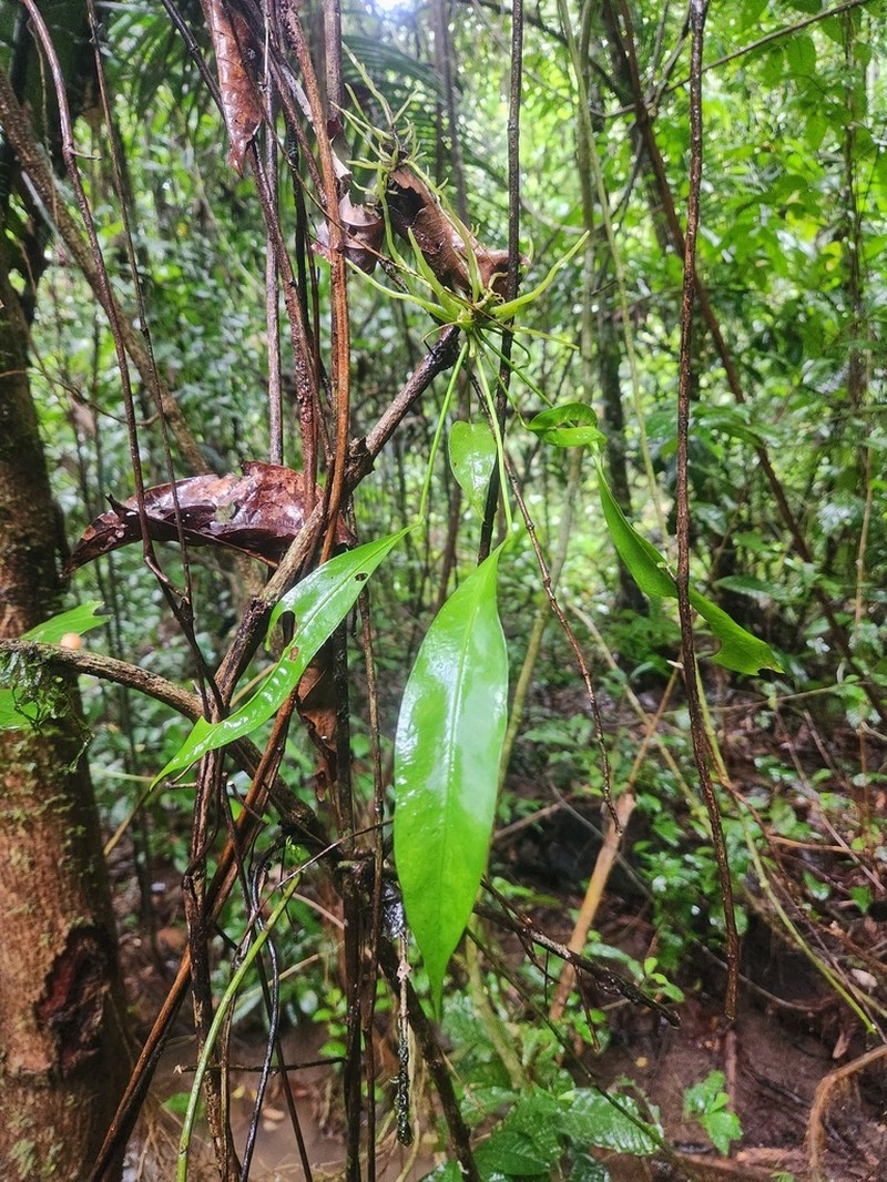 Anthurium gracile photo 3