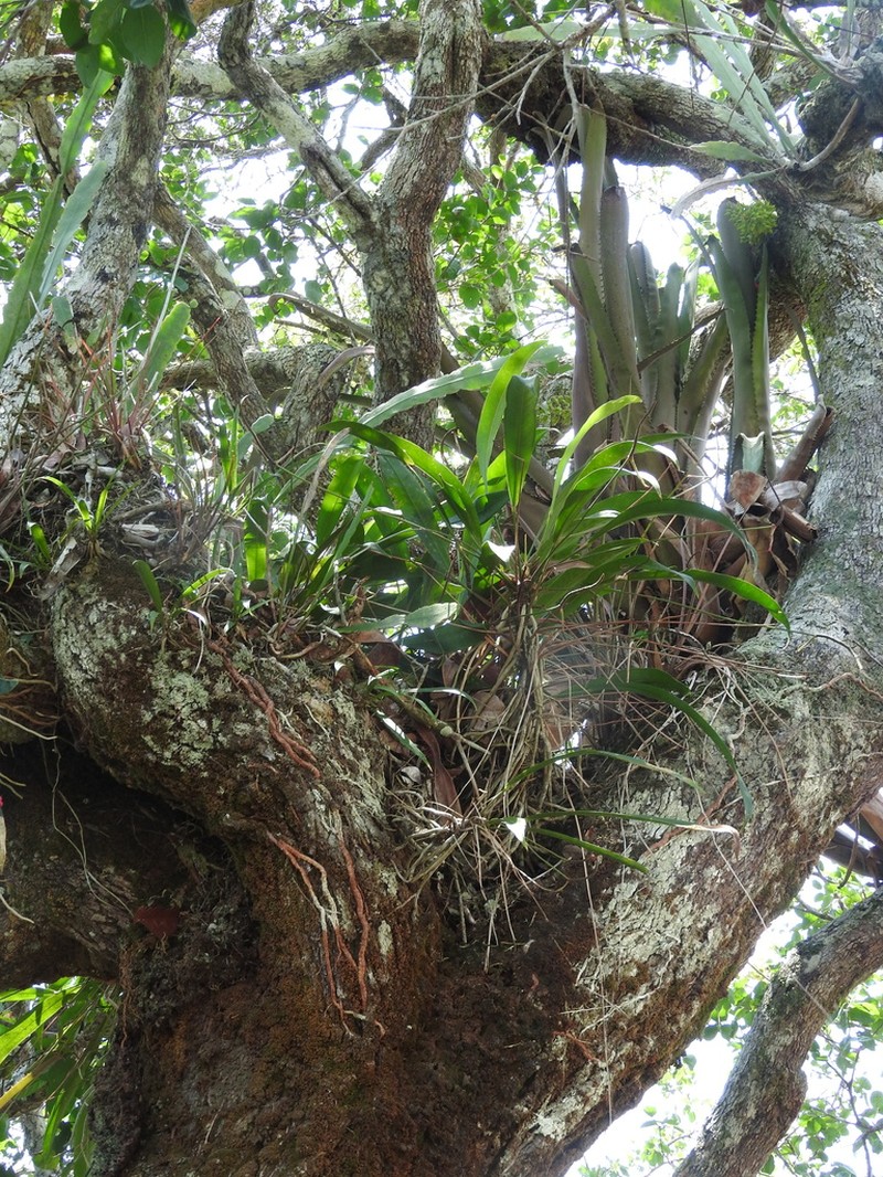Anthurium gracile photo 4