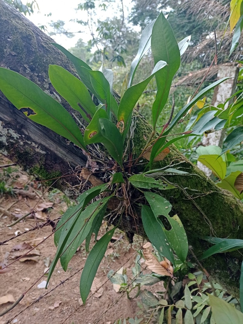 Anthurium gracile photo 6