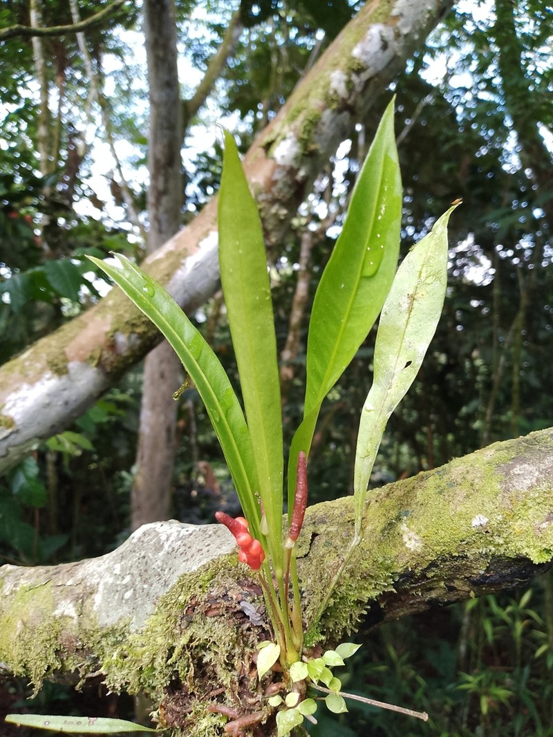Anthurium gracile photo 7