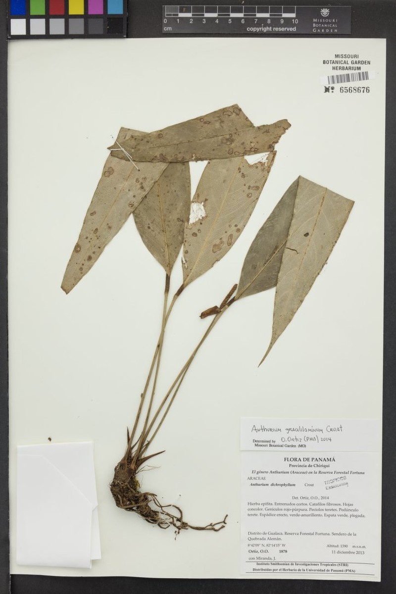 Anthurium gracililaminum