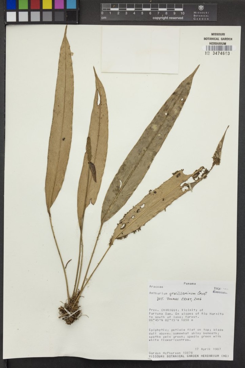 Anthurium gracililaminum photo 3