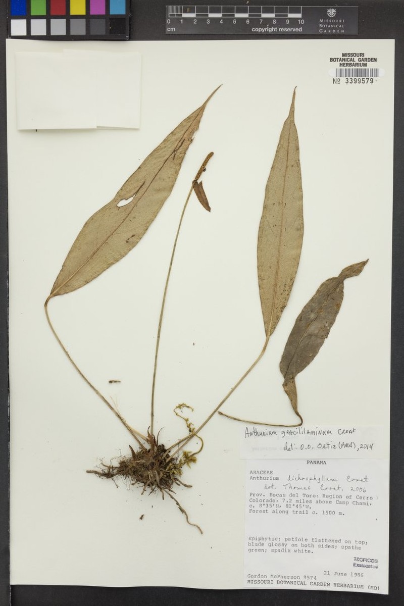 Anthurium gracililaminum photo 4