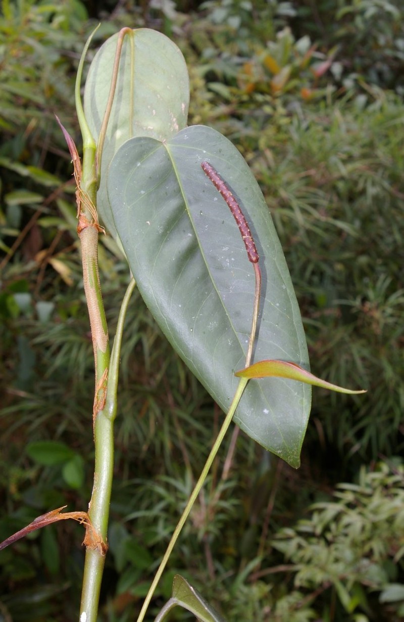 Anthurium gracilipedunculatum