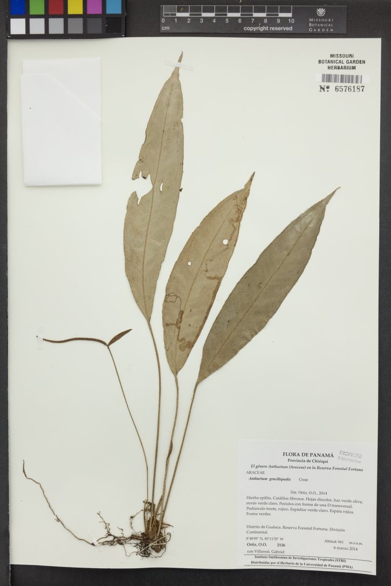 Anthurium gracilispadix photo 2