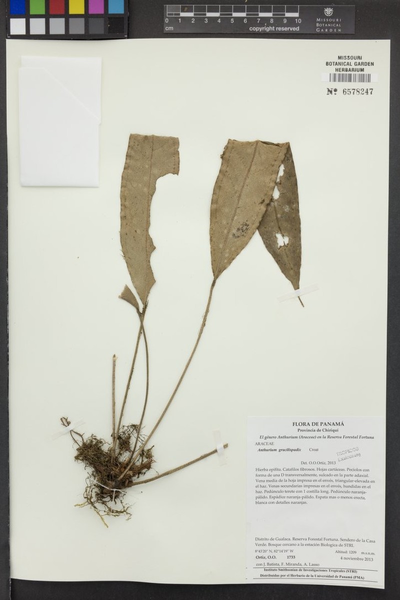 Anthurium gracilispadix photo 3