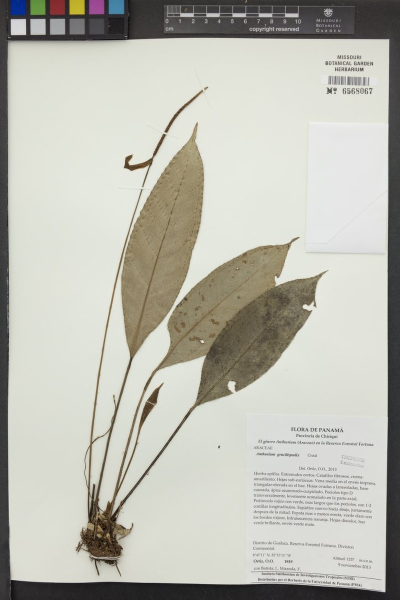 Anthurium gracilispadix photo 4