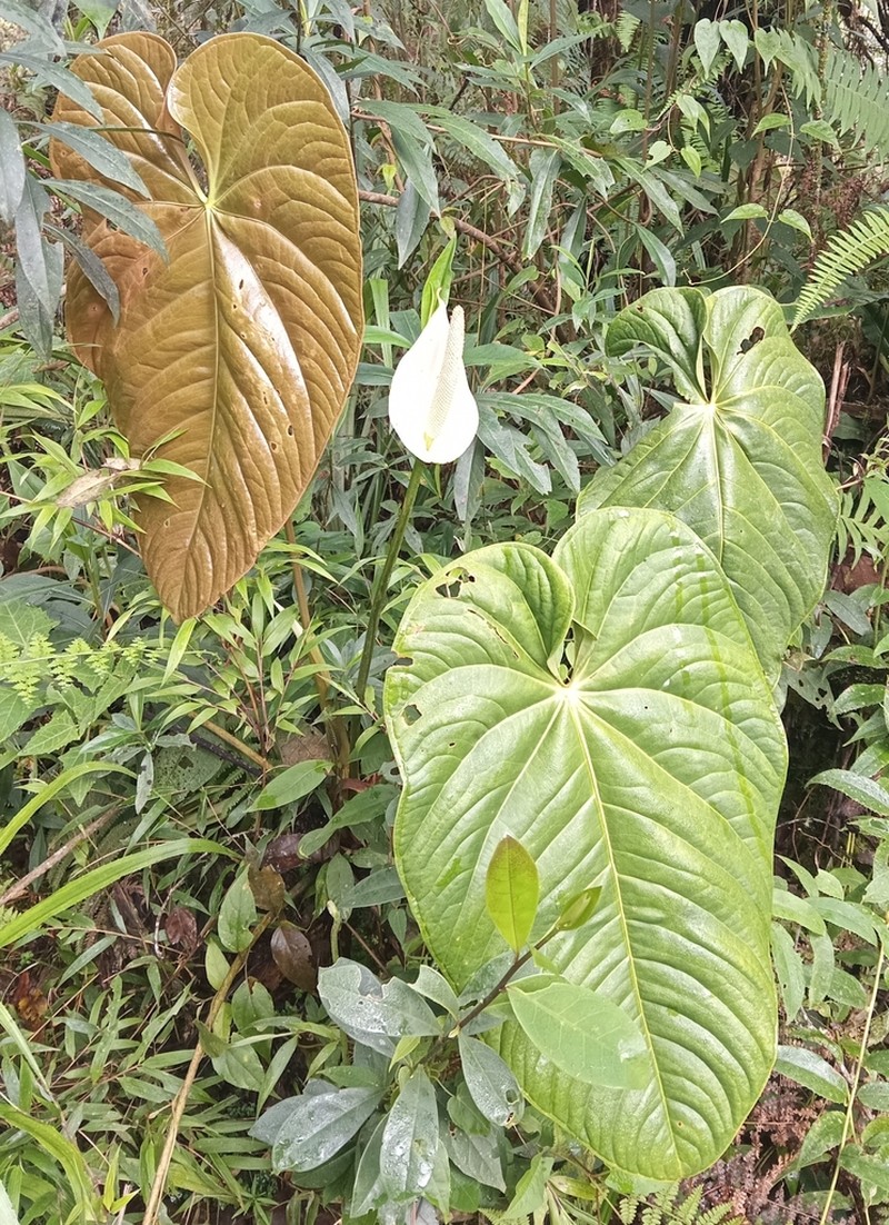 Anthurium grande photo 3