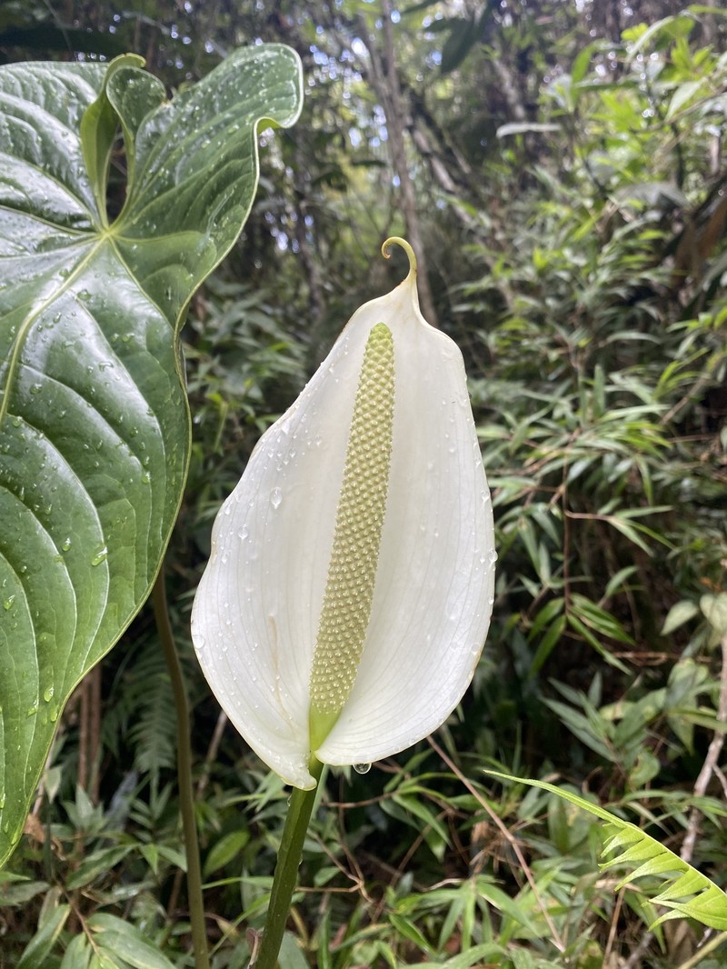 Anthurium grande photo 5