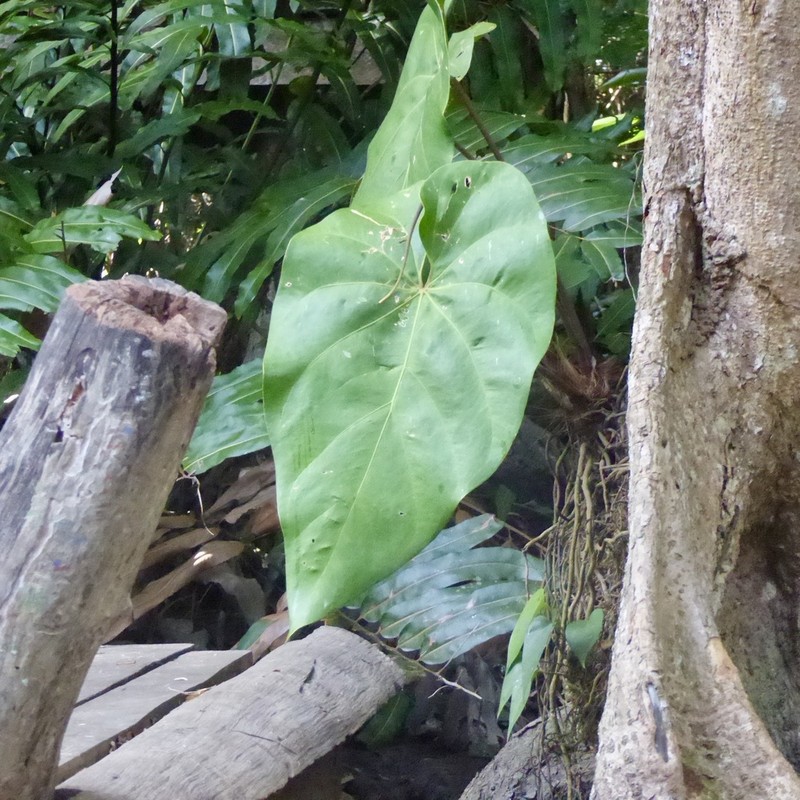 Anthurium grandifolium
