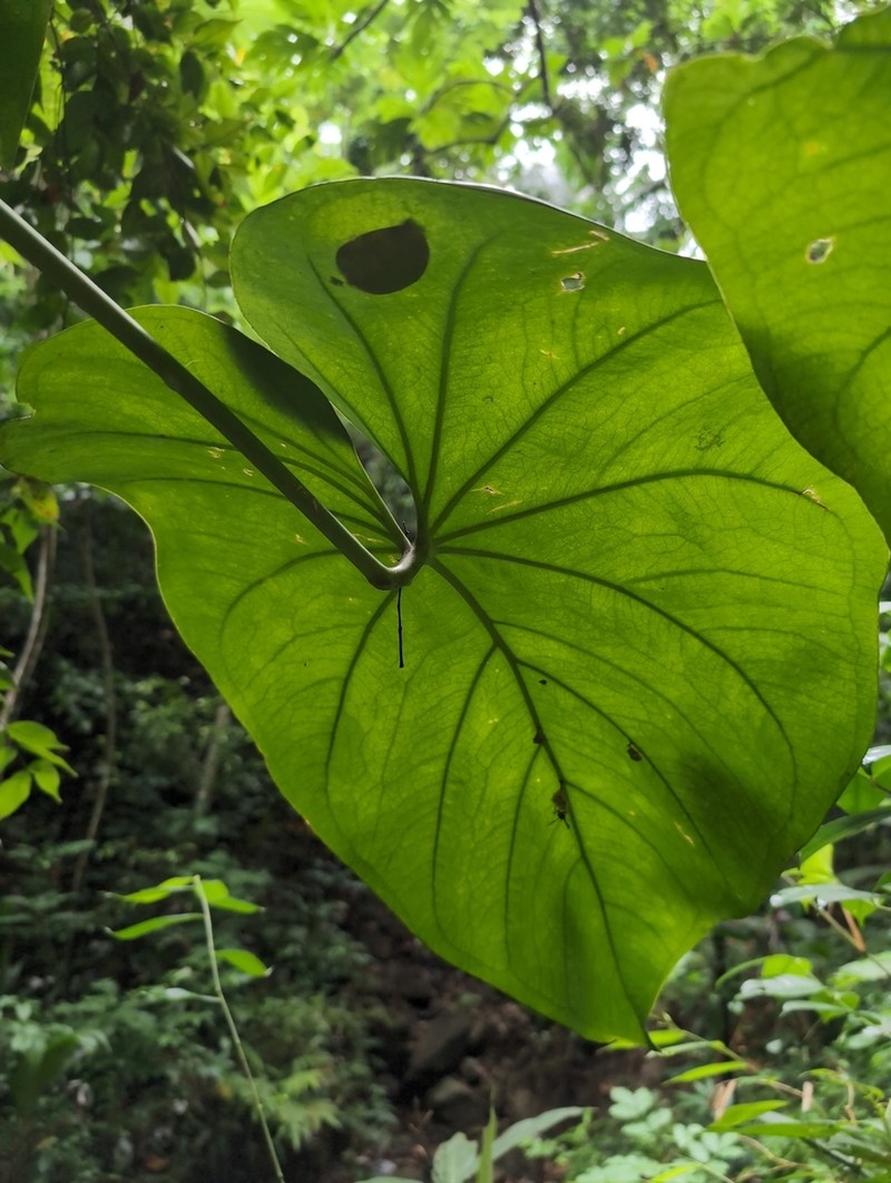 Anthurium grandifolium photo 2