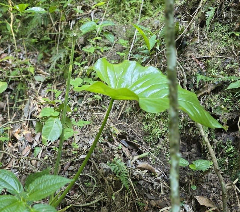 Anthurium grandifolium photo 3
