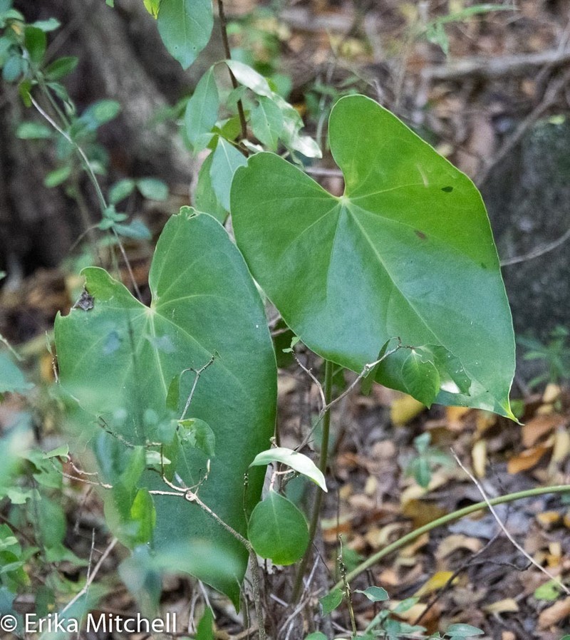 Anthurium grandifolium photo 4