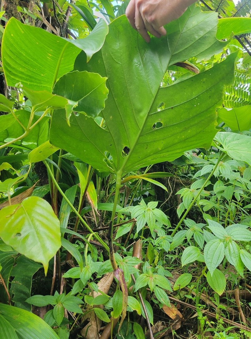 Anthurium grandifolium photo 6