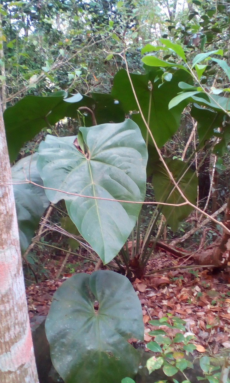Anthurium grandifolium photo 7