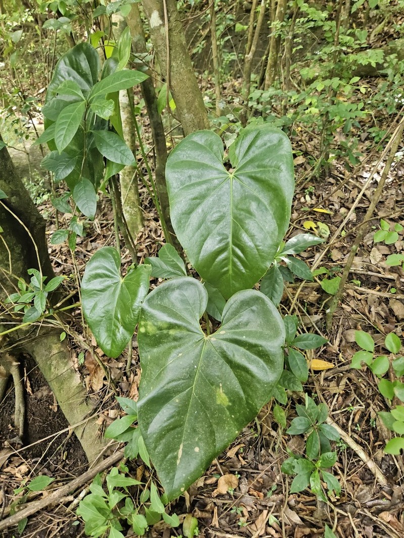 Anthurium grandifolium photo 8