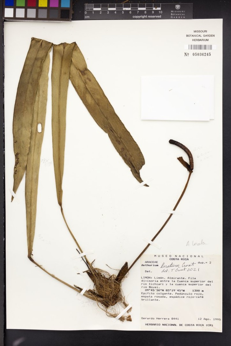 Anthurium gregneversii photo 2