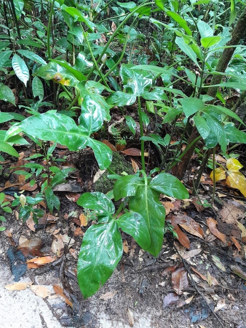 Anthurium grex-avium photo 3