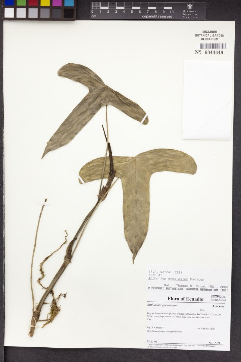 Anthurium grex-avium photo 4