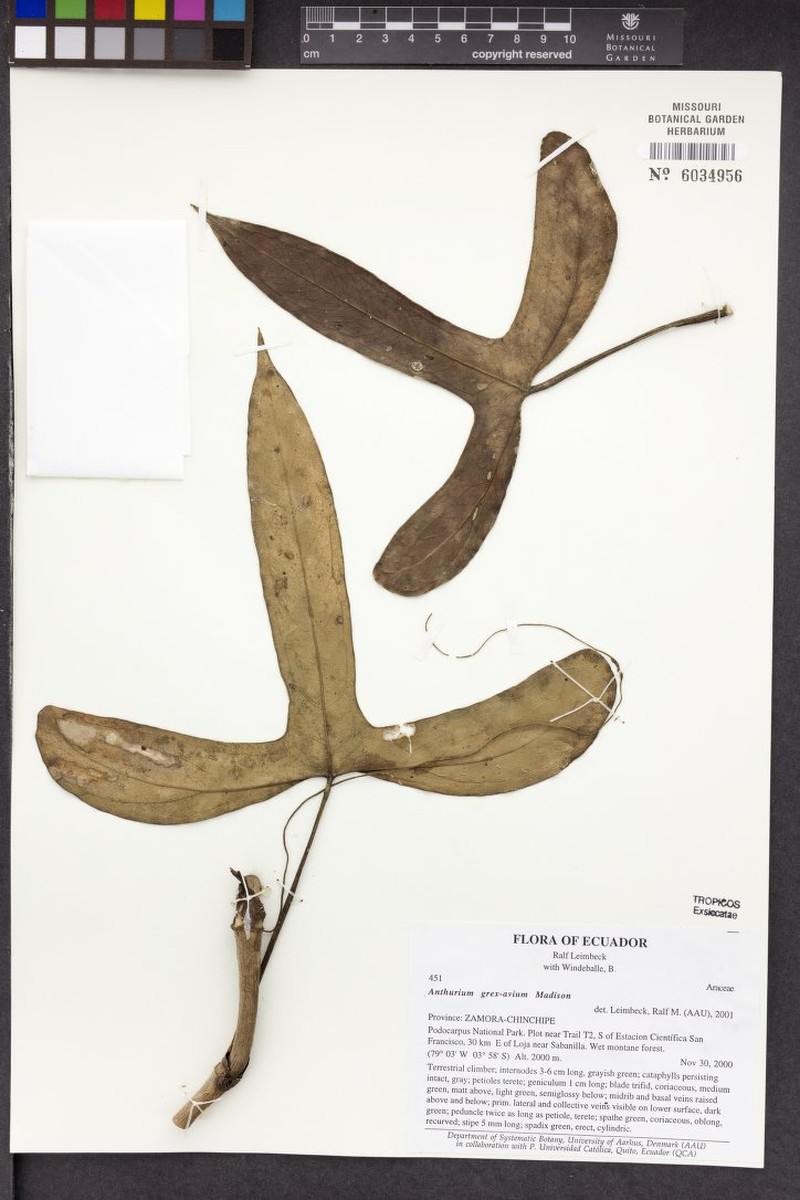Anthurium grex-avium photo 5