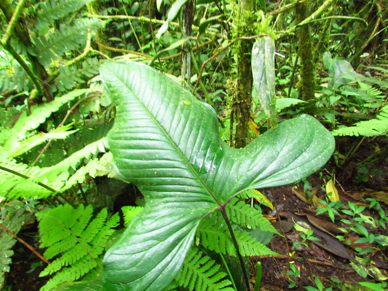 Anthurium grex-avium