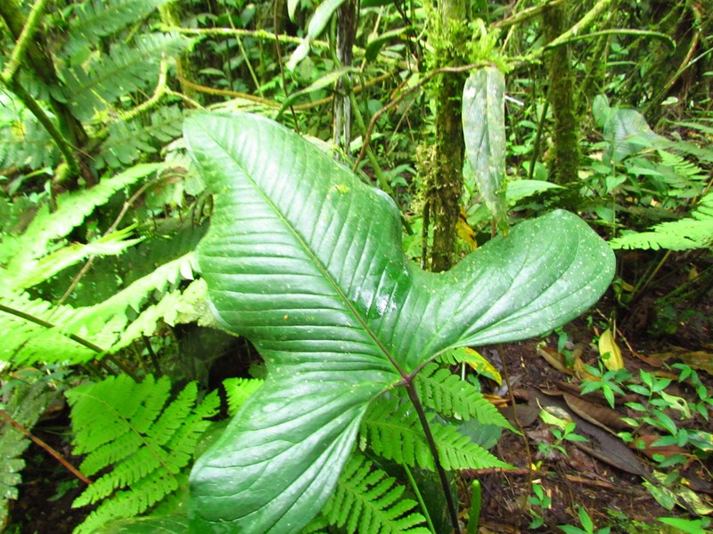 Anthurium grex-avium photo 2