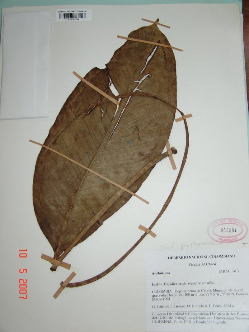 Anthurium gruesoi