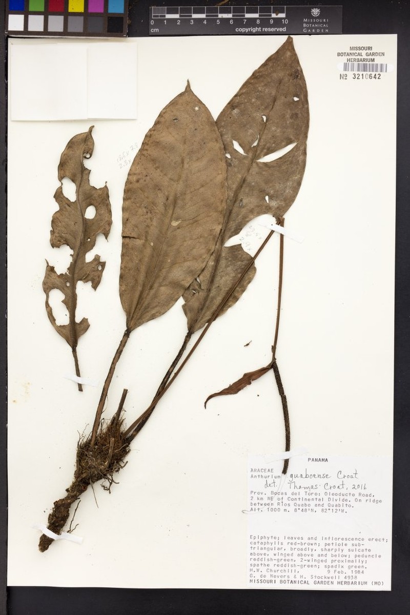 Anthurium guaboense