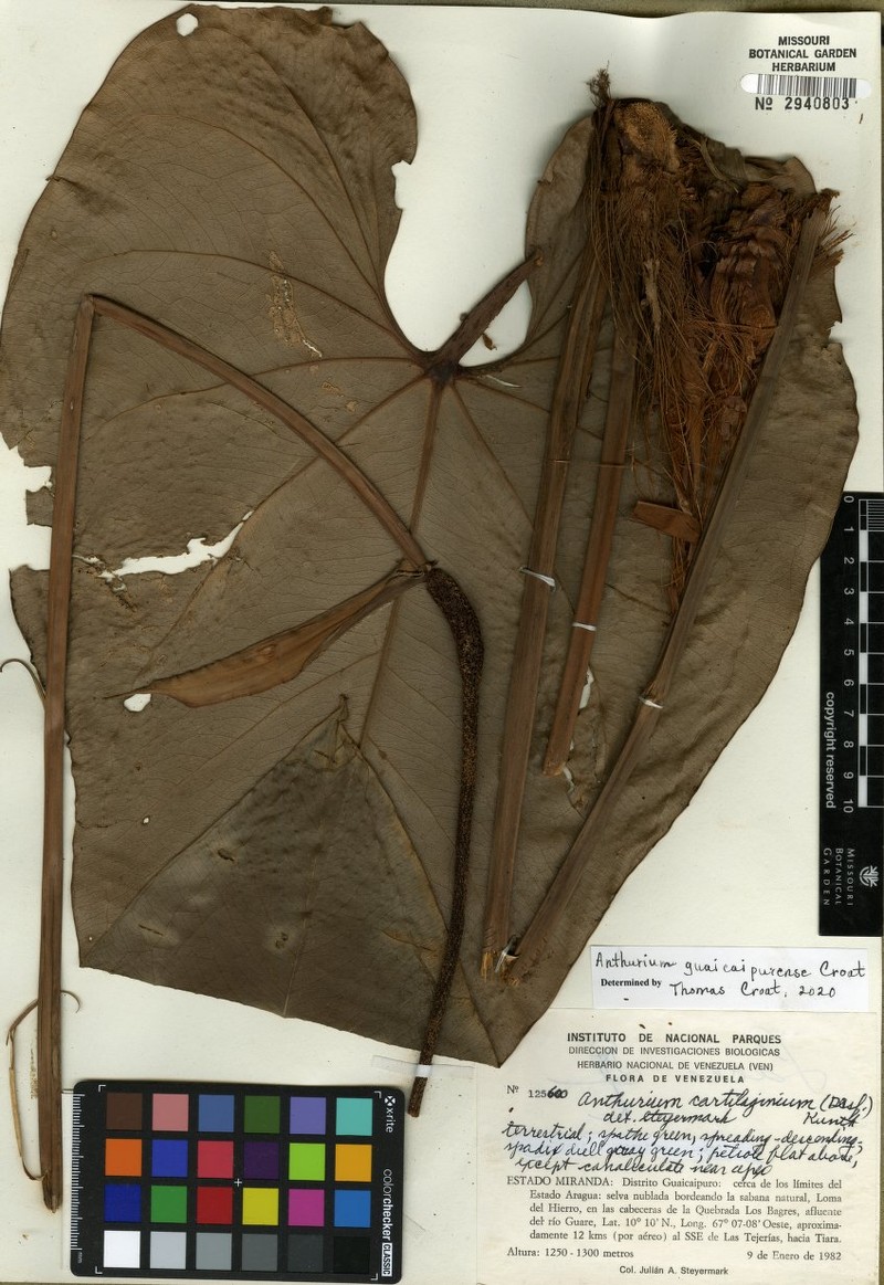 Anthurium guaicaipurense