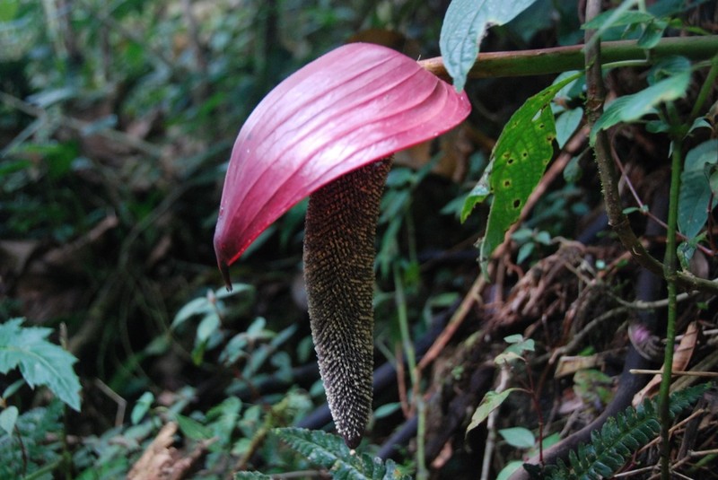 Anthurium gualeanum