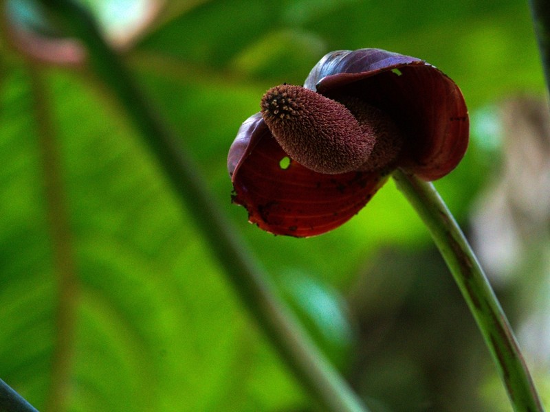 Anthurium gualeanum photo 2