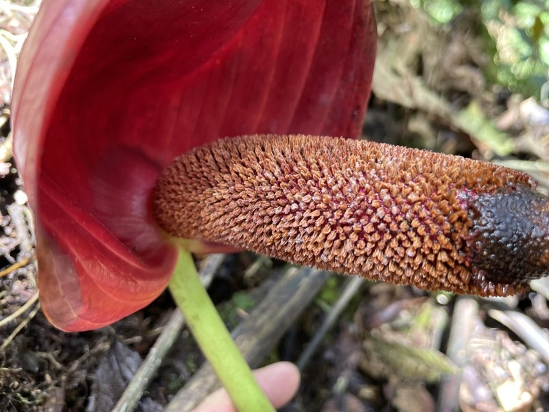 Anthurium gualeanum photo 3